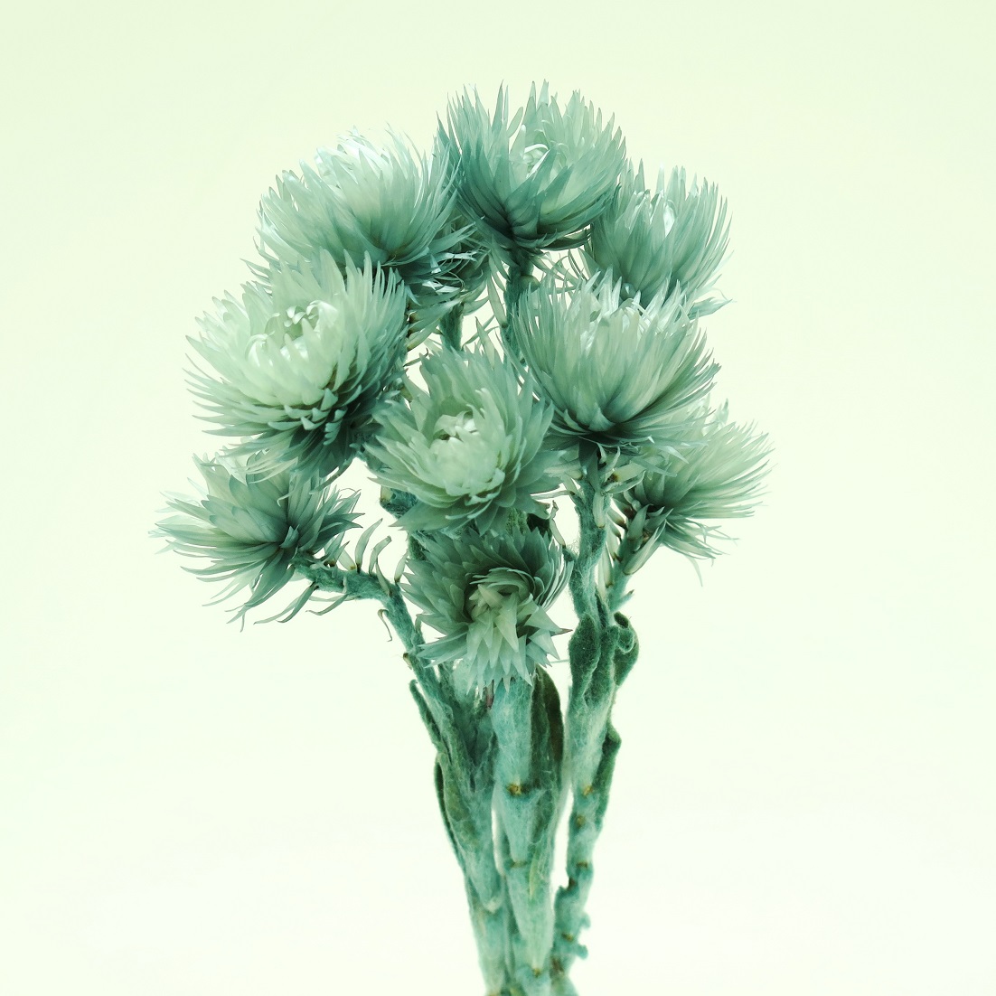 シルバーデイジーミニ　グレイッシュブルー　76122