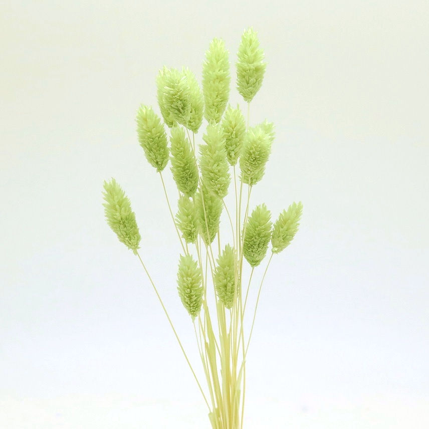 ポアプランツ　クリアグリーン　76125　