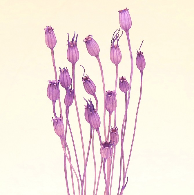 フローレンシア　ラベンダー　76132