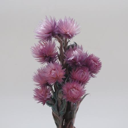 シルバーデージーミニ　オールドライラック　76145