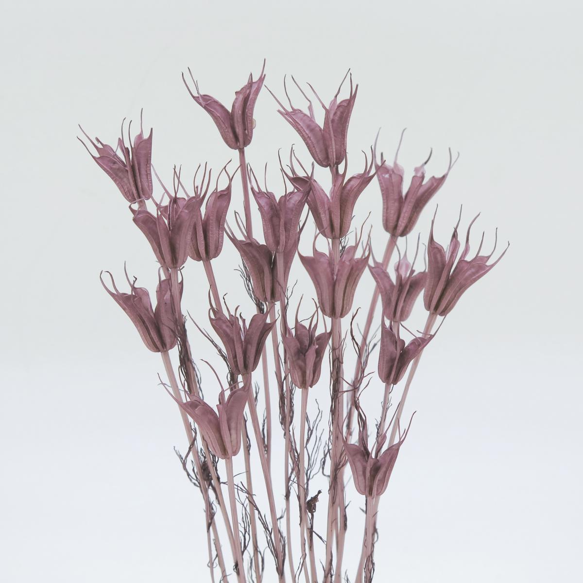 ニゲラオリエンタリス　ミディ　オールドライラック　76146　廃盤セール60％ＯＦＦ