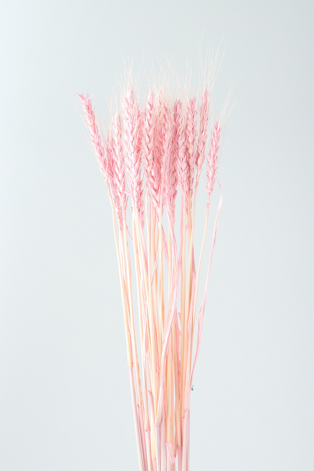 小麦　スイートピンク　76151