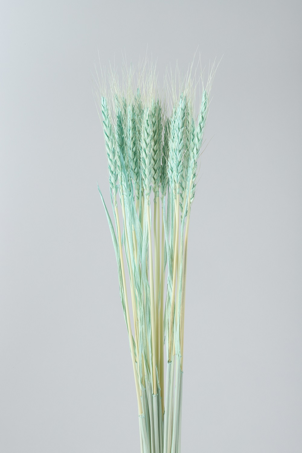 小麦　ミントグリーン　76152