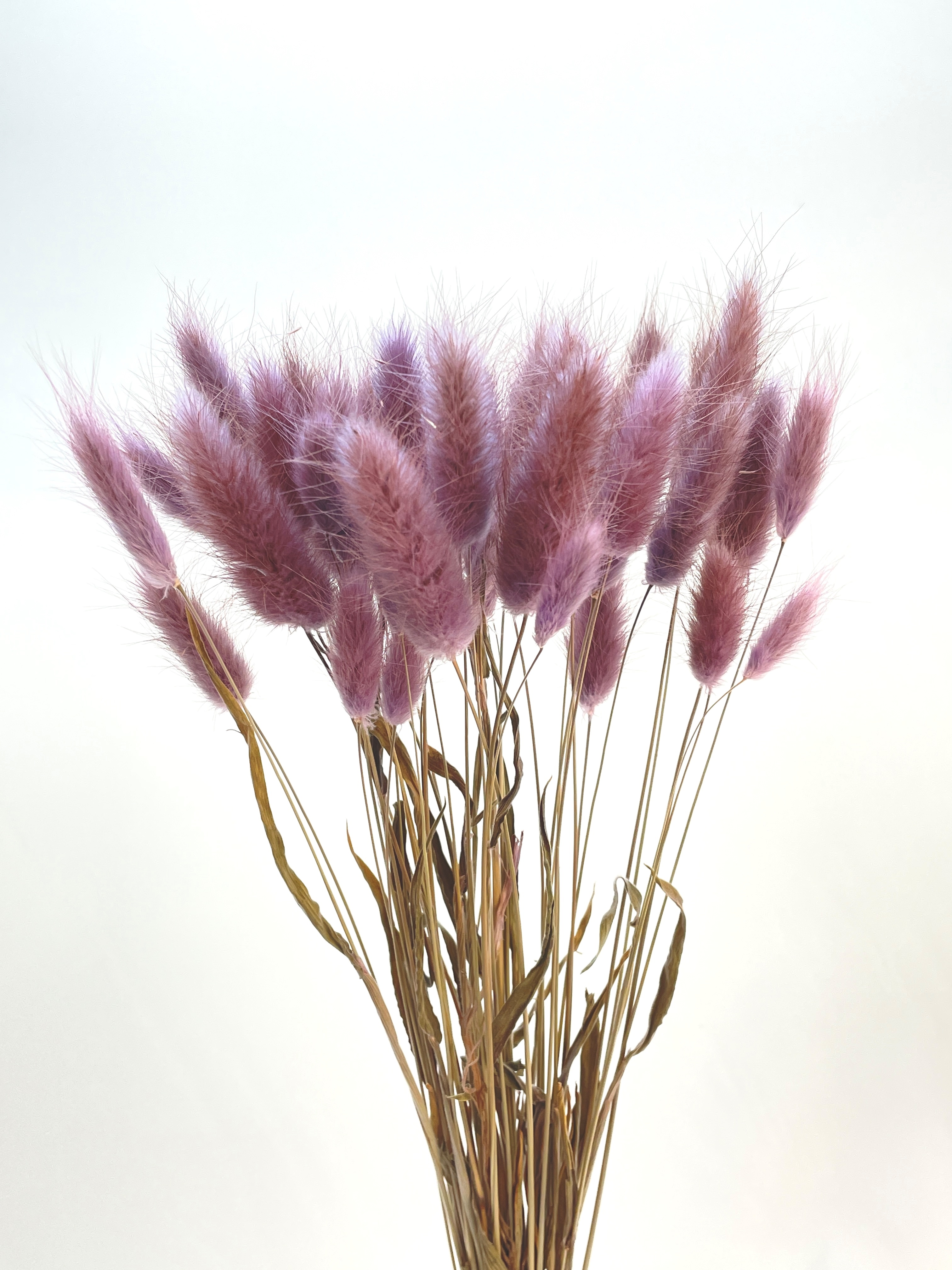 ラグラス　パープル　76198