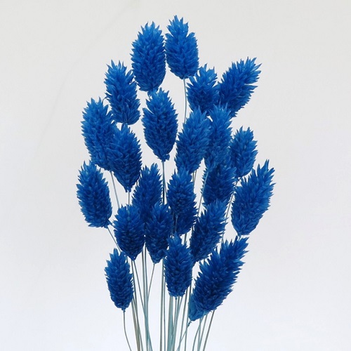 ポアプランツ　海　79032