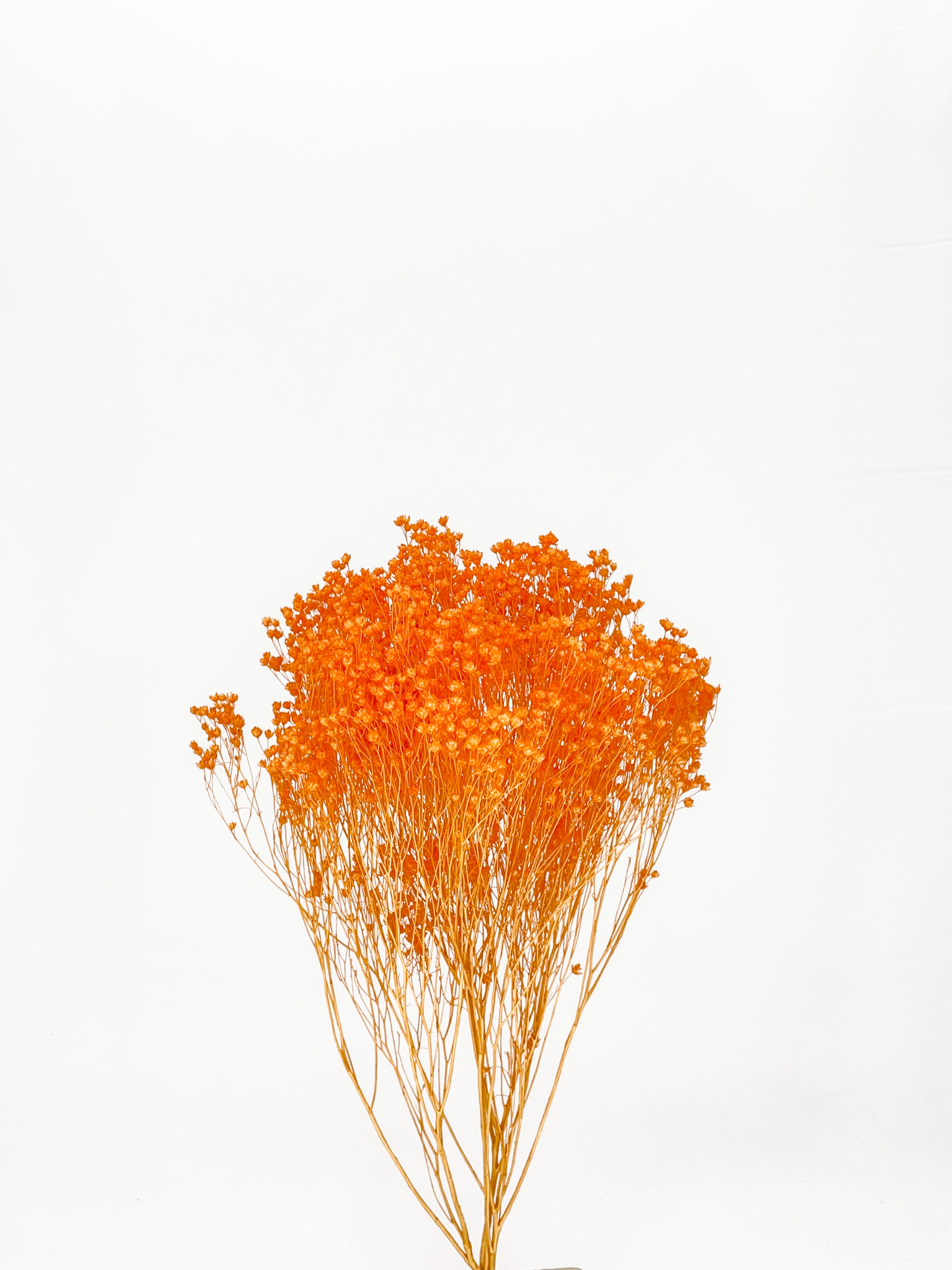 モリソニア　キャロット　79050