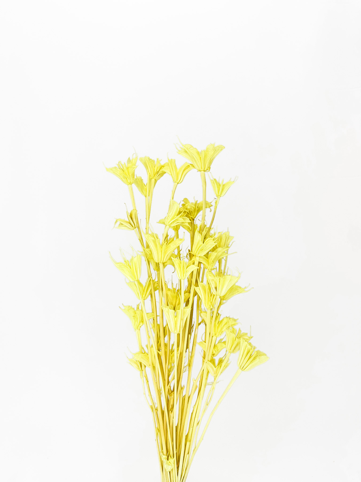 ニゲラオリエンタリス　レモン　79055