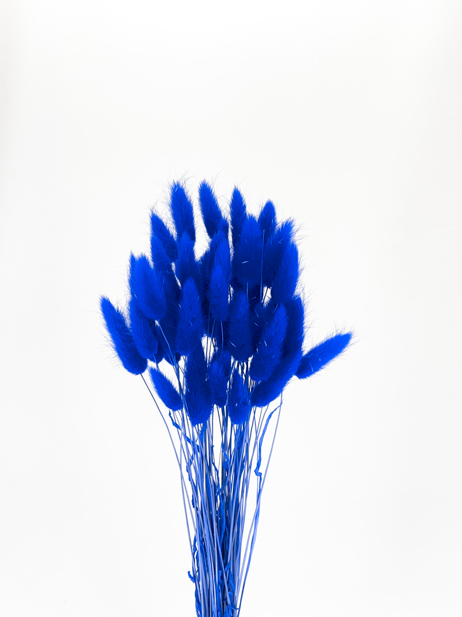 ラグラス　ロイヤルブルー　79062