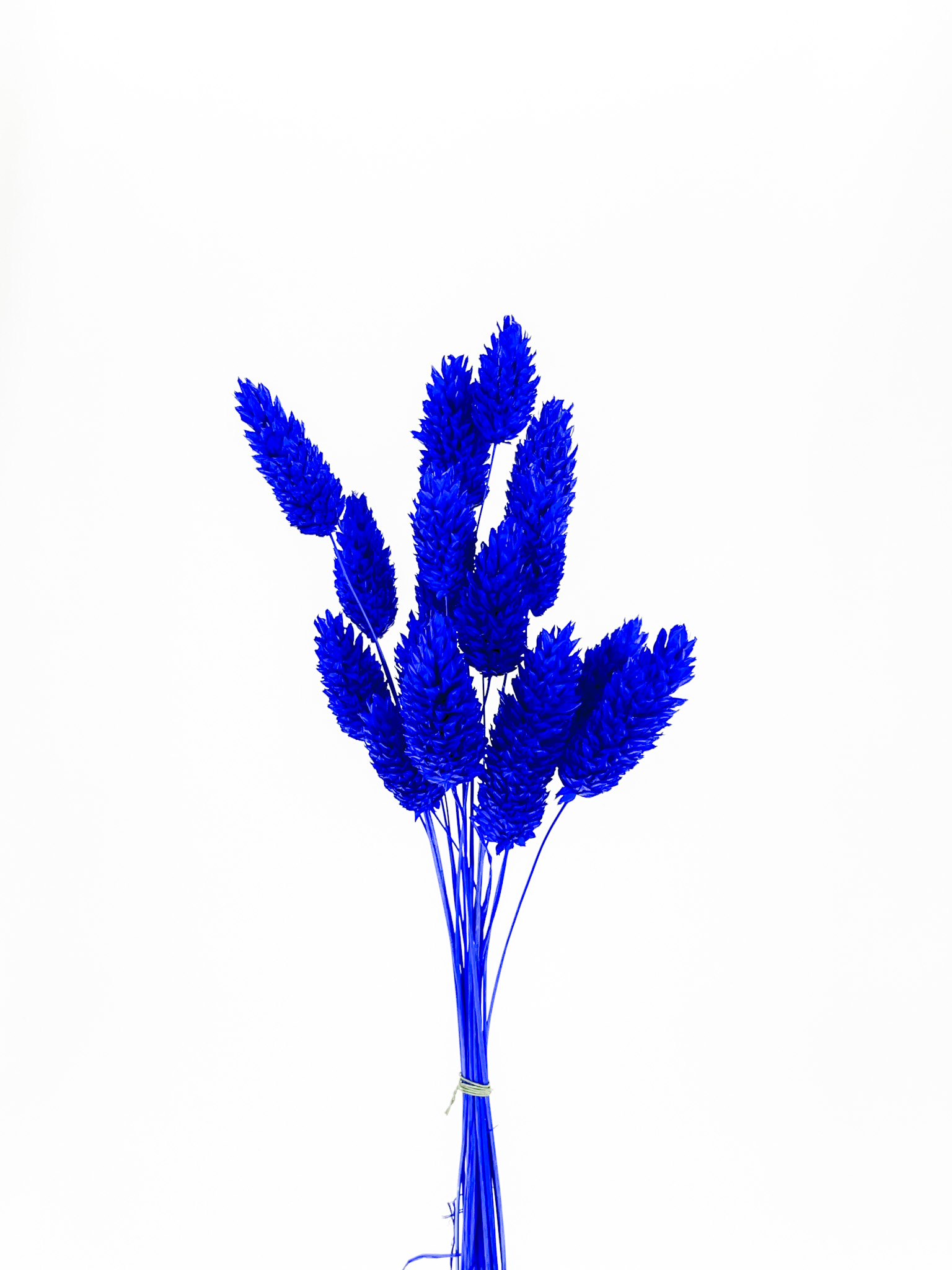 ポアプランツ　ロイヤルブルー　79063