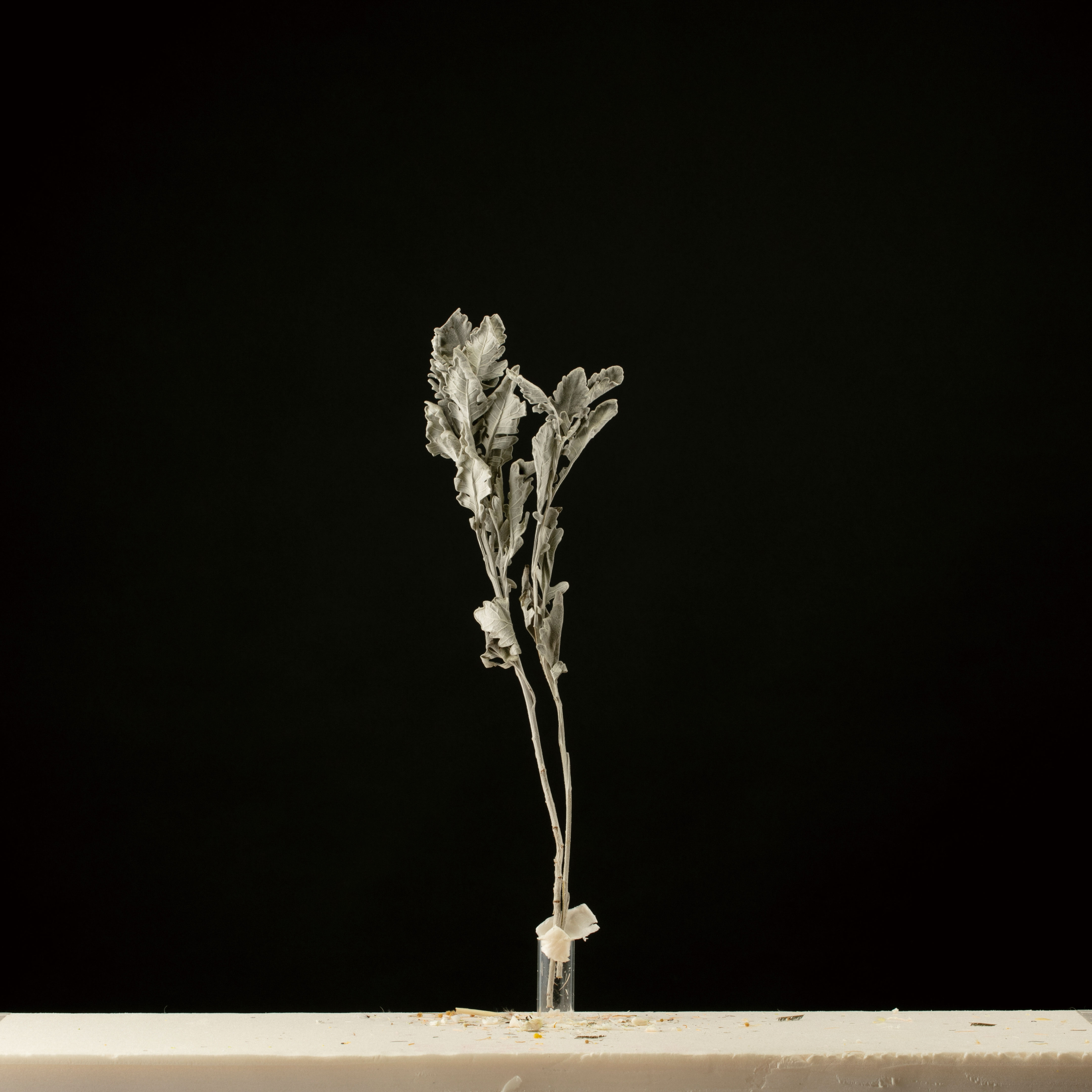 ダスティミラー　グレイ　AN80032-63　メーカー廃盤セール70％OFF