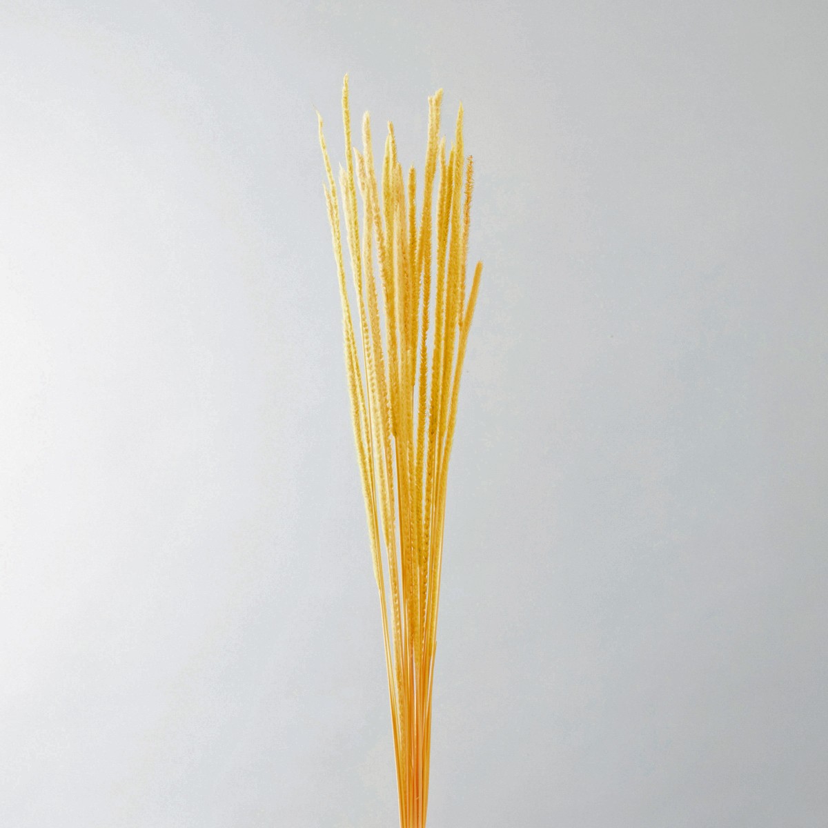 ペニセタム　イエロー　AN80033-10　メーカー廃盤セール70％OFF