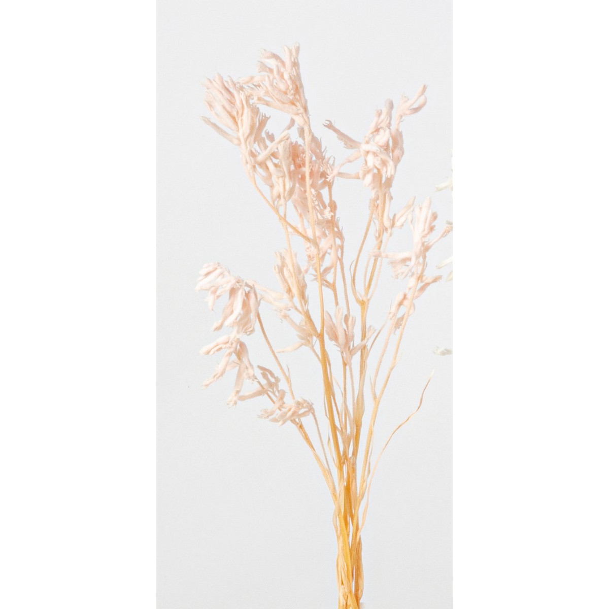 カンガルーポー 003 ピンク　メーカー廃盤セール70％OFF