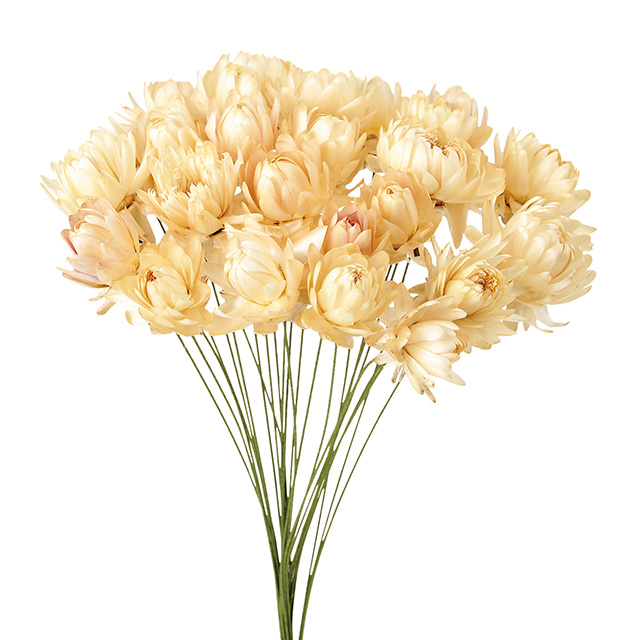 麦ワラ菊ワイヤー付　ヘリクリサム　ホワイト　FD003021-1