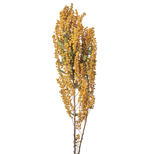 ミモザ　FD210015