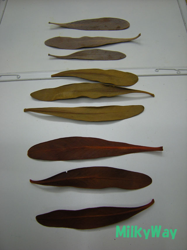 ミルキーウェイオリジナル1370ＭＷ