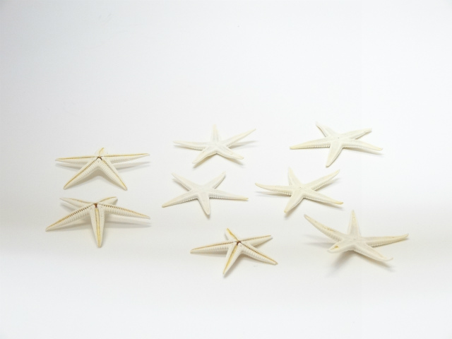 スターフィッシュ　ホワイト　　サイズ３ｃｍ～６ｃｍ 　