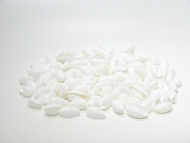 バブルスシェル