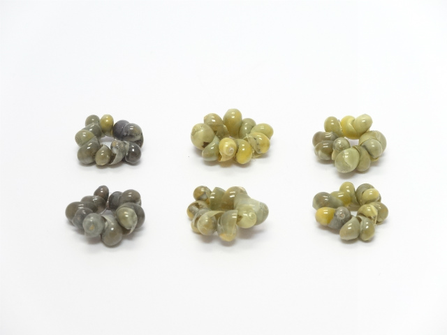 シェル　モンゴリング　緑