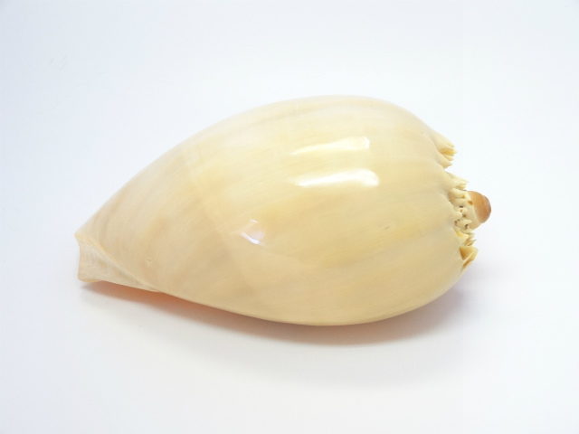 ヤシ貝　Ｍ
