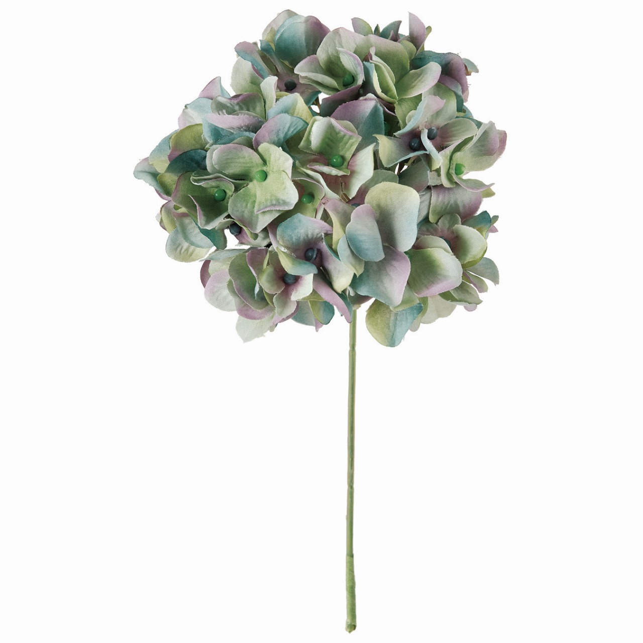 FM25049-10　アーベントハイドレンジア　アクアグリーン