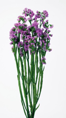 ソフトスターチス ピンク ドライフラワー卸売り販売のミルキーウェイ