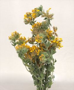 ロータスブリムストーン 花付き イエロー 500 カタログ掲載外 ドライフラワー卸売り販売のミルキーウェイ