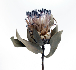 プロテア ディディ ナチュラル ドライフラワー卸売り販売のミルキーウェイ