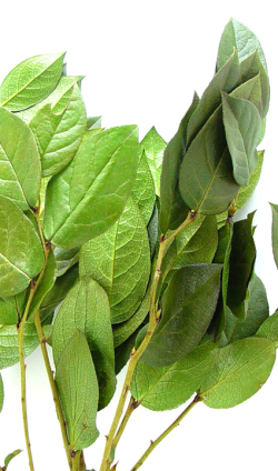 レモンリーフ キューイ ドライフラワー卸売り販売のミルキーウェイ