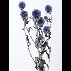 ソフトルリ玉アザミ ブルー プリザーブド ドライフラワー卸売り販売のミルキーウェイ