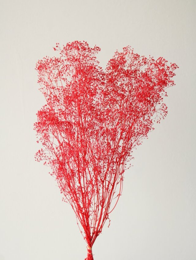 ミニカスミ草　レッド　00010-301