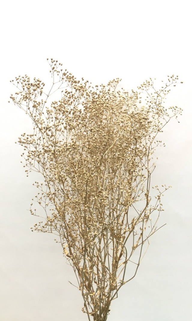 スーパーソフトミニカスミ草　ゴールド　00020-902