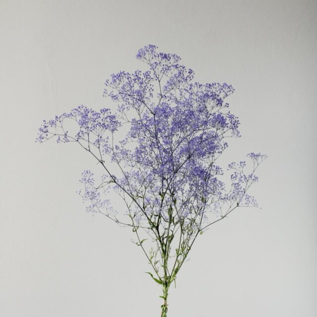 スーパーソフトミニカスミ草・フレア　パープル/グリーン　00025-470