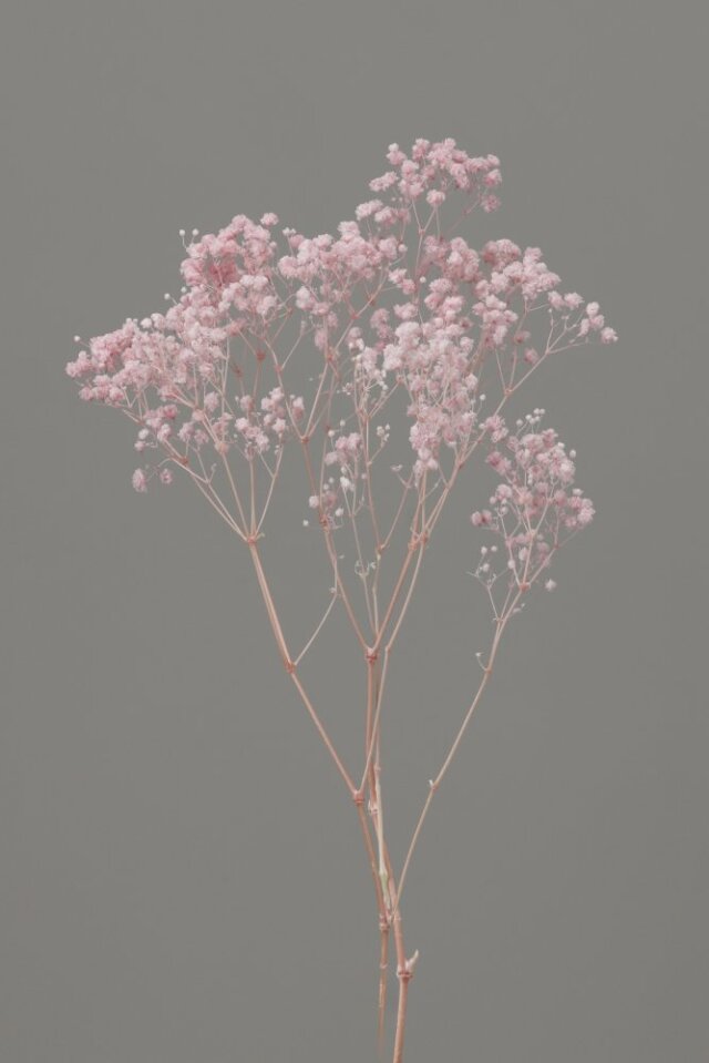 カスミ草・オーバータイム　ピンク　00042-101　