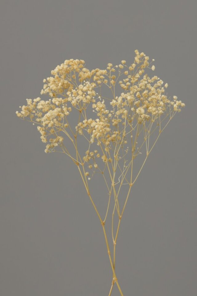 カスミ草・オーバータイム　ジュリアオレンジ　00042-361　