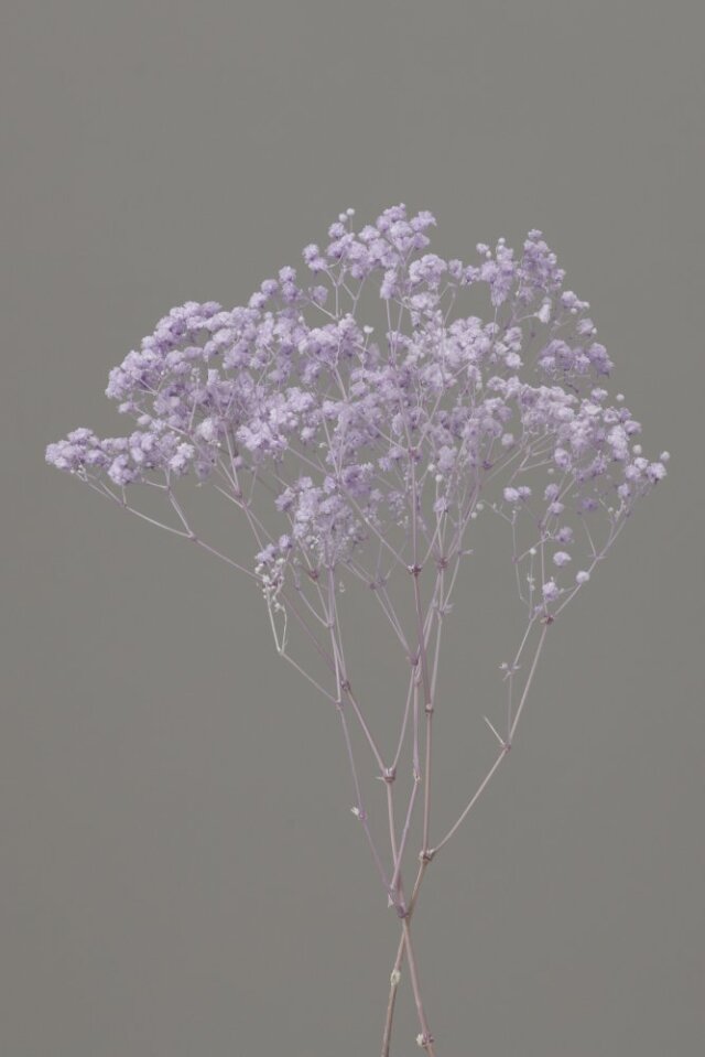 カスミ草・オーバータイム　パープル　00042-401　