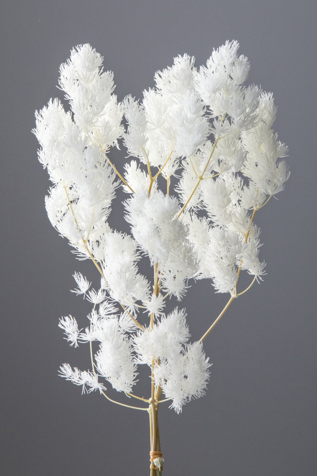 ミリオクラダス・オフホワイト　00160-011