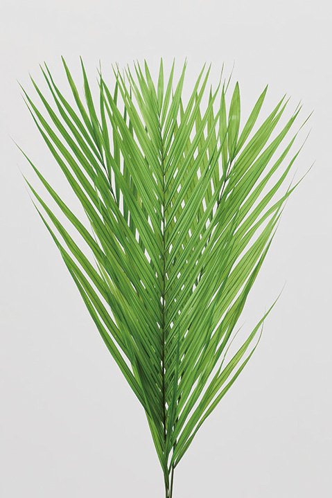 アレカヤシ　プリザーブド　グリーン　00250-700　廃盤セール70％ＯＦＦ