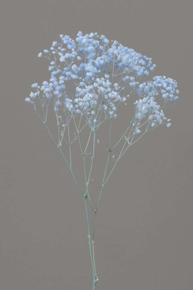 カスミ草・オーバータイム　ブルー　00042-601　