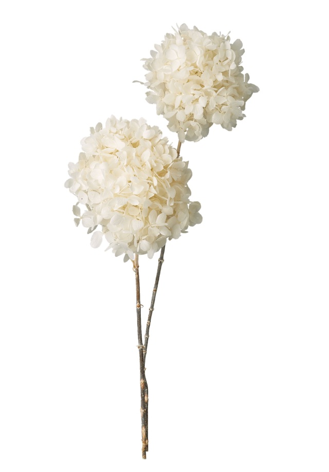 アジサイ・グランディフローラ・ステム付き　オフホワイト　00830-011