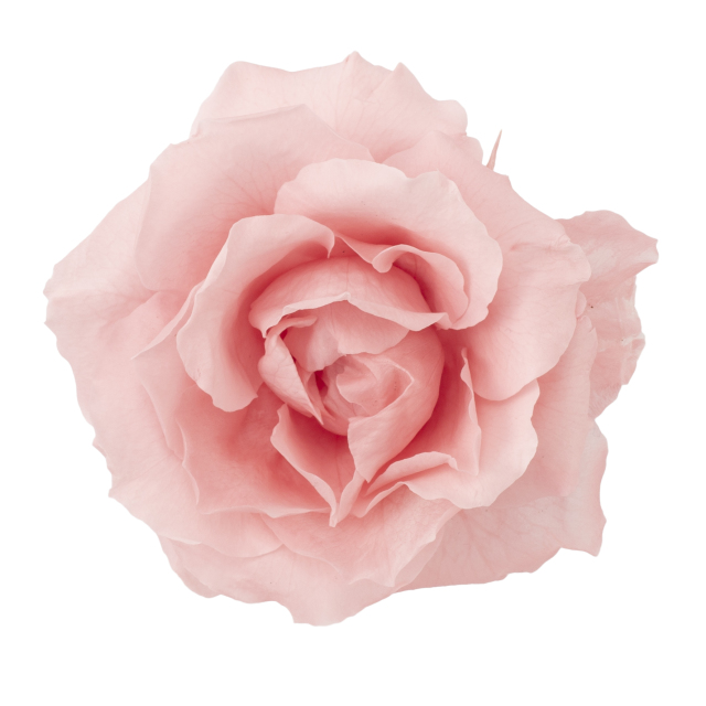 マジョリカ・サイズアソート　バニラピンク　01030-133