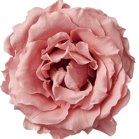 マジョリカ・サイズアソート　ボンボンピンク　　01030-171