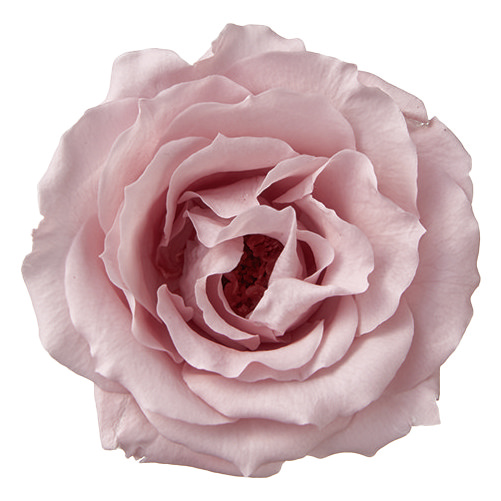 マジョリカ・サイズアソート　ミスティーローズ　　01030-241