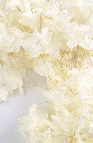 カシワバアジサイ・ヘッド（単色）  オフホワイト　2585