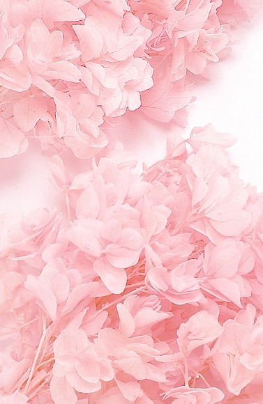 カシワバアジサイ・ヘッド（単色）  ピンク　01070-101