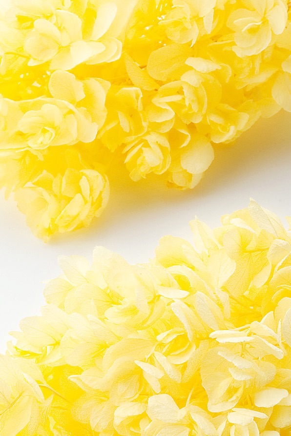 カシワバアジサイ・ヘッド（単色）  モーニングイエロー　01070-501