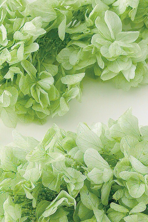 カシワバアジサイ・ヘッド（単色）  クリアグリーン　01070-701