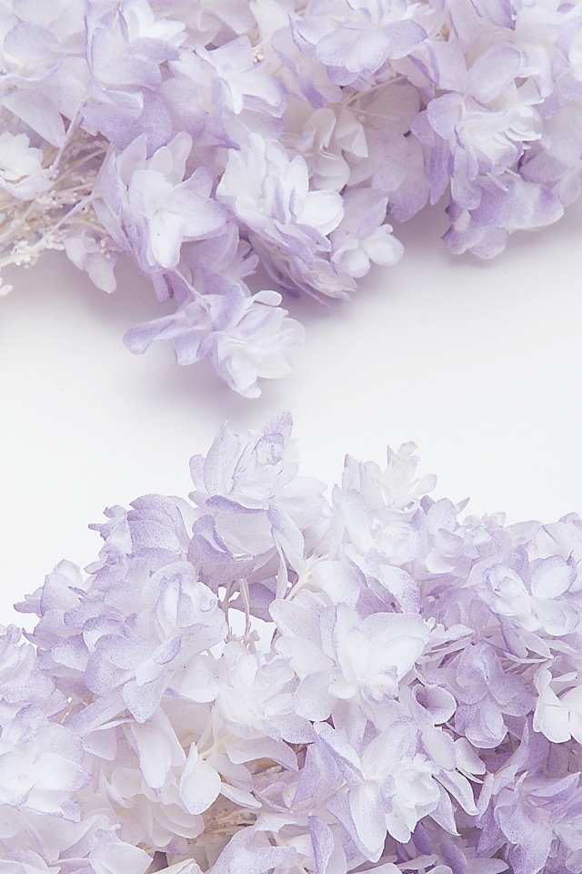 カシワバアジサイ・ヘッド（グラデーション加工）  ホワイトパープル　01075-403