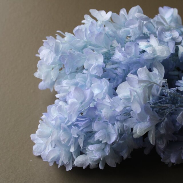 カシワバアジサイ・ヘッド　ブルーパープル　01075-642　