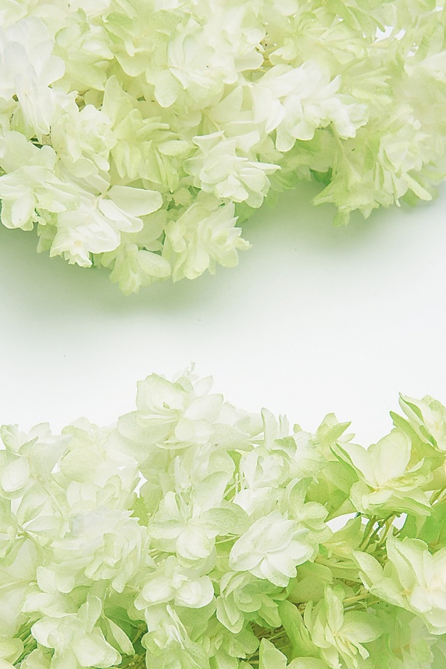 カシワバアジサイ・ヘッド（グラデーション加工）  ホワイトグリーン　01075-703