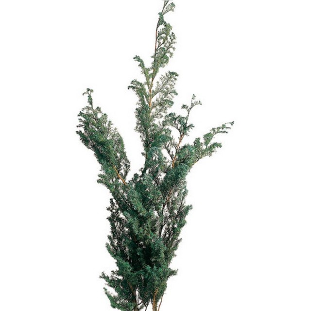 ヒムロスギ　グリーン 01320-700